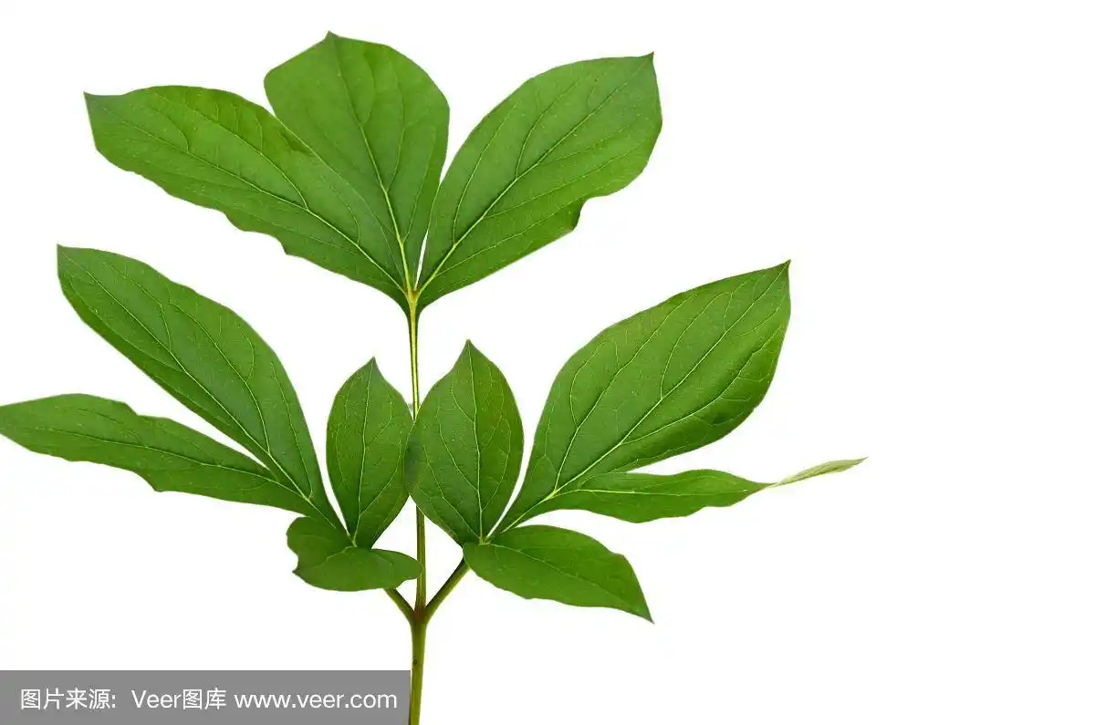 牡丹叶子孤立在白色背景上