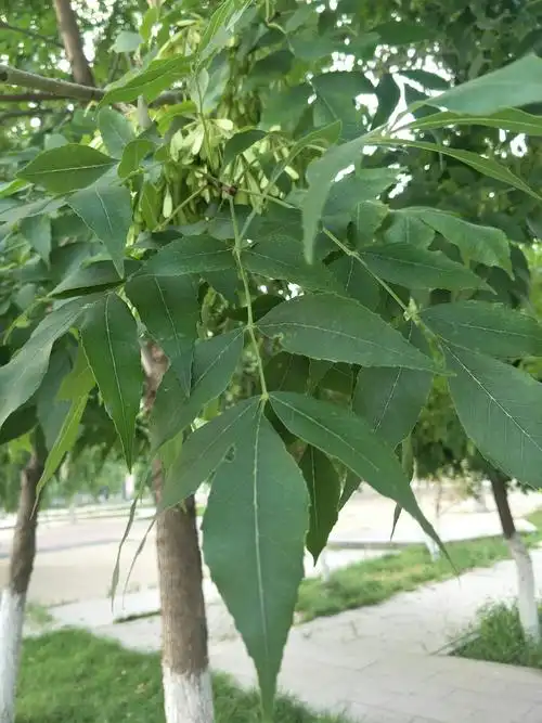 白蜡成荫花满枝头