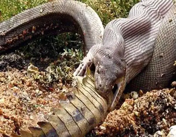 世界上最大的蛇:泰坦蟒,带你领略世界上最的大的蟒蛇!