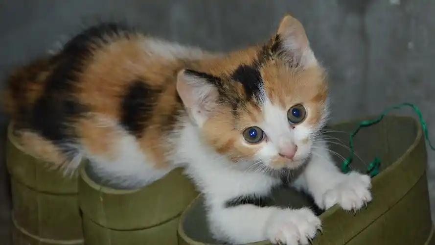 令人喜爱的小猫咪