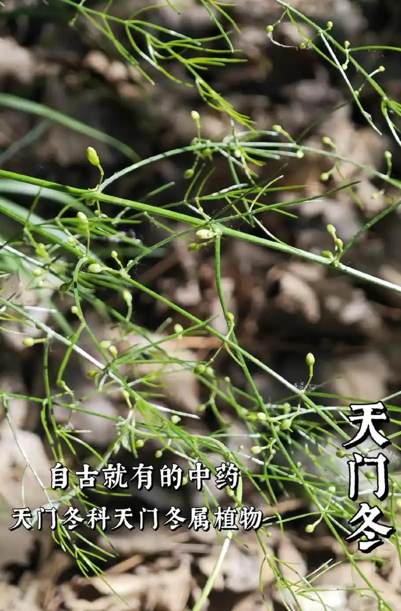 植物图鉴七十四:天门冬(天门冬科天门冬属植物)天门冬名出《 - 抖音