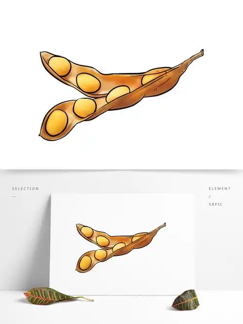 手绘豆子发芽插画大豆未成熟时的线稿图黄豆大豆豆子黄豆夹手绘卡通