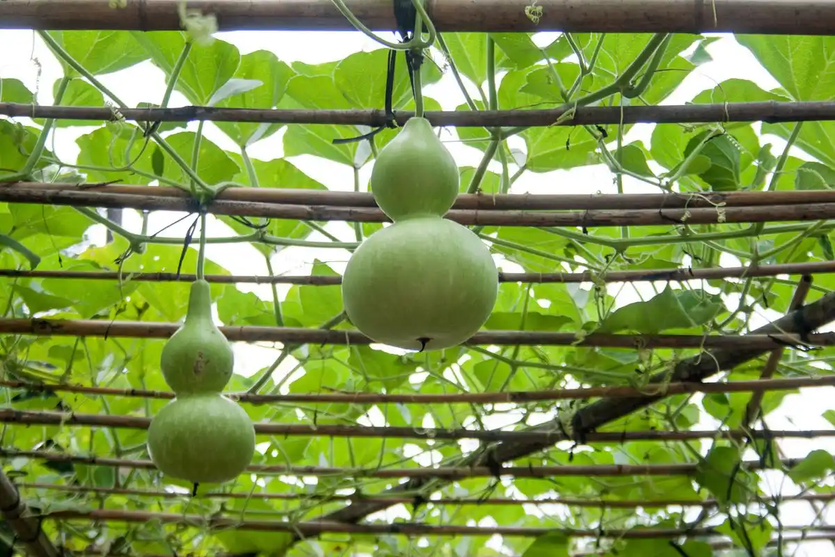 苦葫芦瓜有毒,已致多人中毒!