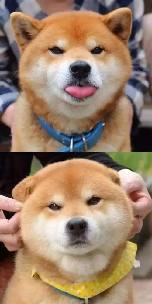 动漫邪魅一笑表情包哟～猫 邪魅一笑猫咪邪魅一笑走红网络似乎在嘲笑