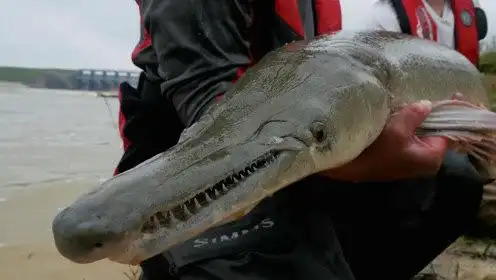 两位经验丰富的男子在河里钓到一条罕见的鳄雀鳝食人鱼