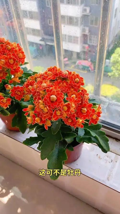 全开了我的金狐狸长寿花