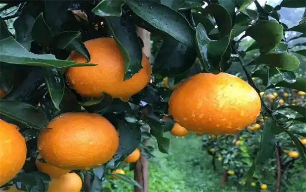 成都有哪些特色水果 成都有哪些特产水果