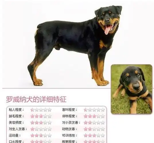世界名犬罗威纳犬rottweiler