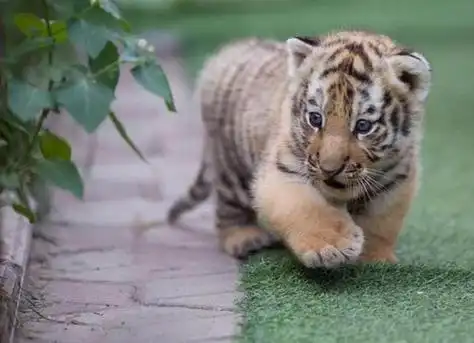 好可爱的小老虎.此图来源于网络.