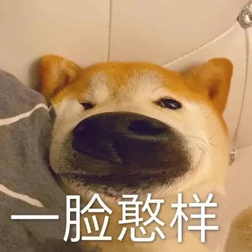 萌宠 汪星人 一脸憨样 憨憨的 呆萌 可爱