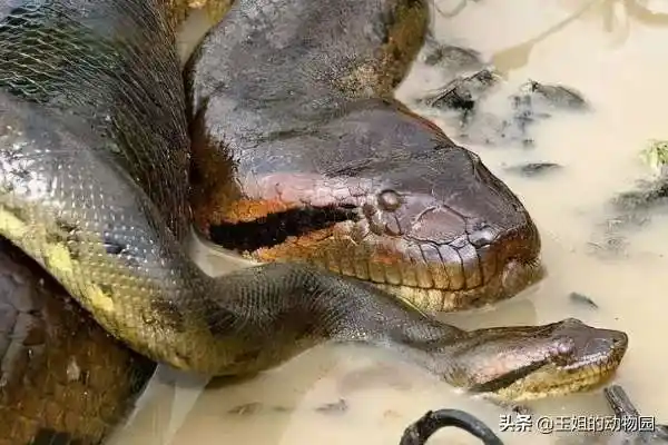 不过面对成年森蚺就不同了,鳄鱼反而成为了它们的主要食物来源,因为