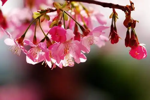 漫花庄园红粉樱花的盛世美景.