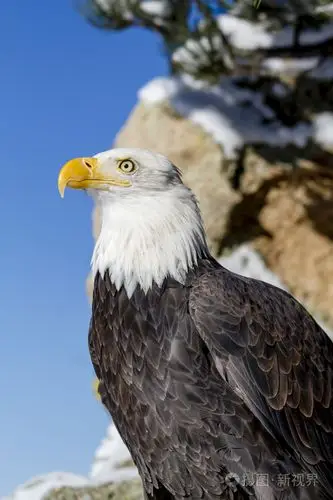 白头鹰在阳光明媚的冬日