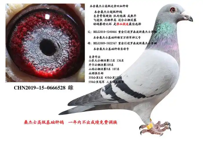 信鸽特征编 号:549569鸽 名:桑杰士高代金母羽 色:--收 藏:7人价 格