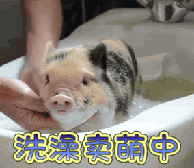 洗澡卖萌中动物卖萌gif动图_动态图_表情包下载_soogif