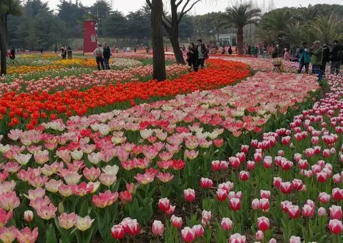 大宁公园一年一度的郁金香花展如期而至.