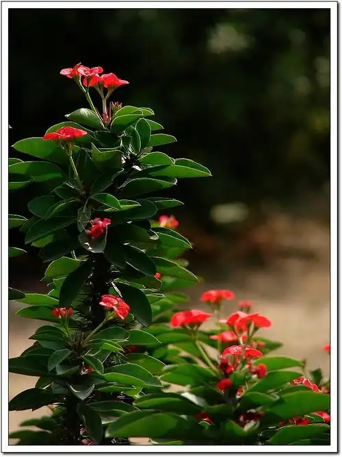 看到奇一养的花里有一盆虎刺梅