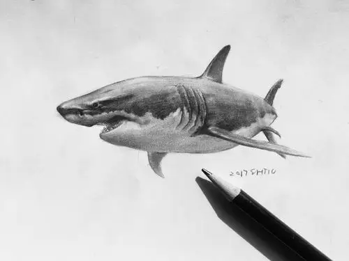 大鲨鱼的素描过程