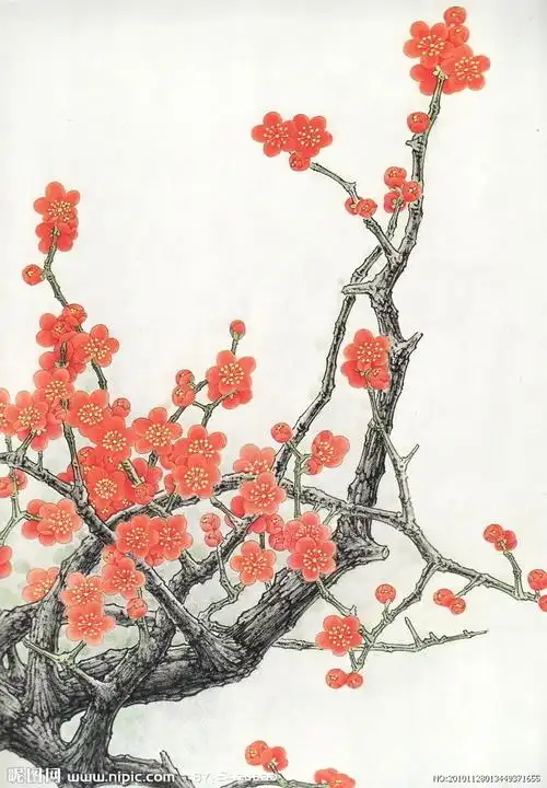 红梅图片