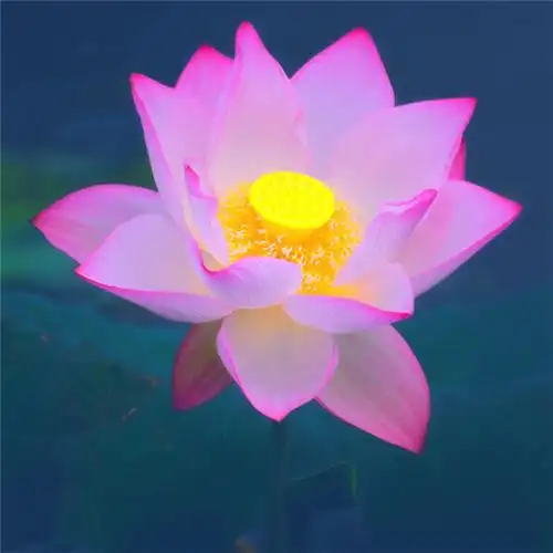 微信最吉利的好看头像风水好聚财转运的最吉利头像图片