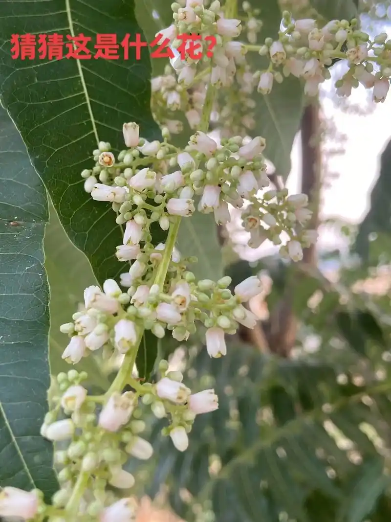 好多年都知道香椿树是结果实的