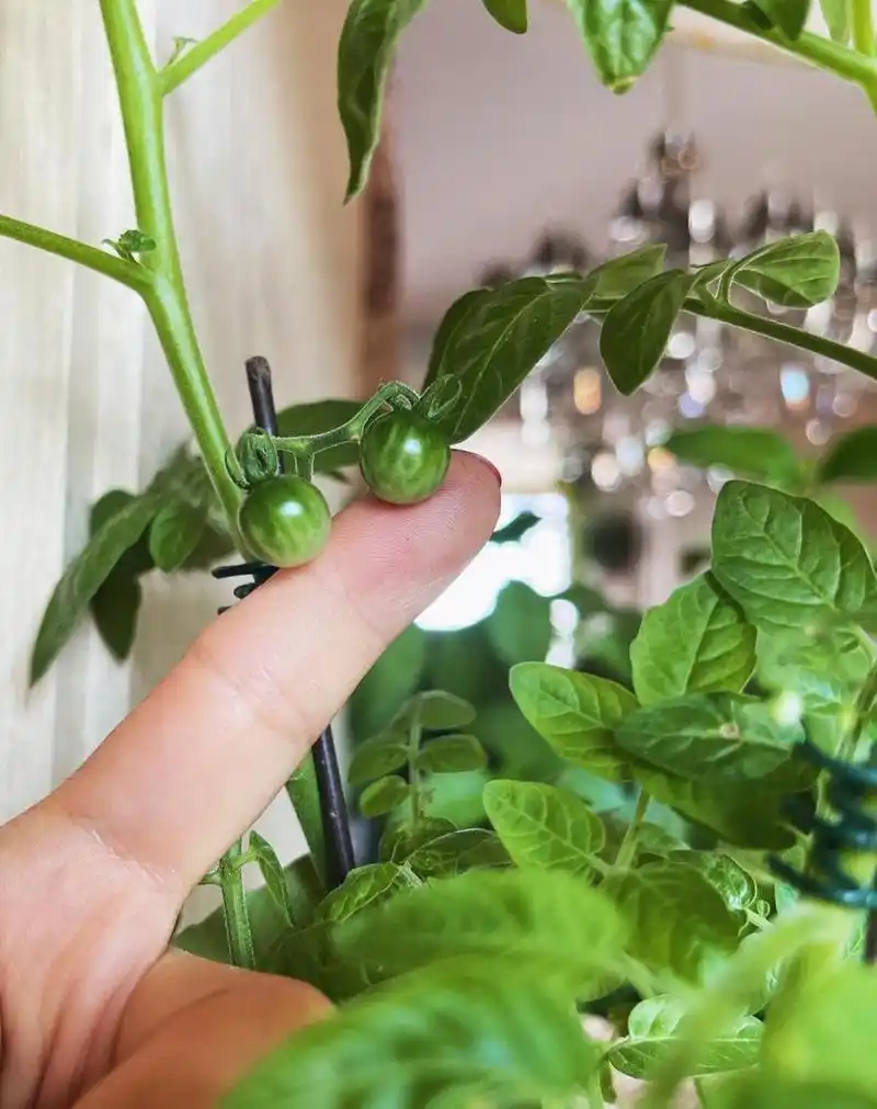 甜豌豆番茄的颜色开始变啦 虽然它的个头很小,但是迷你的小果实,看