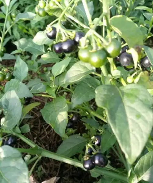 农聚源 【xj】新鲜龙葵果500g 野葡萄黑悠悠黑呦呦