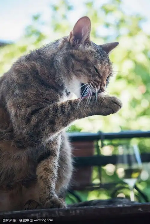 成年虎斑猫舔爪子