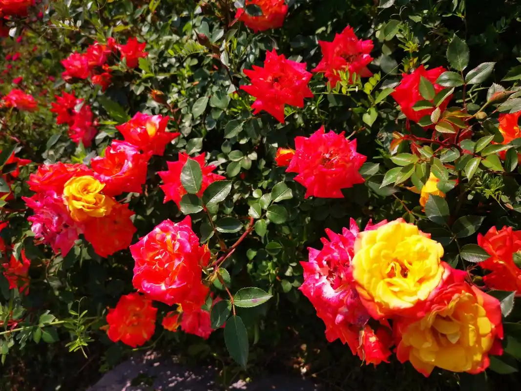 月季品种介绍之   婴儿假面舞会  婴儿假面舞会,德国1955年育成,英文