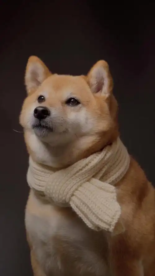 日本柴犬宠物狗摄影棚竖屏