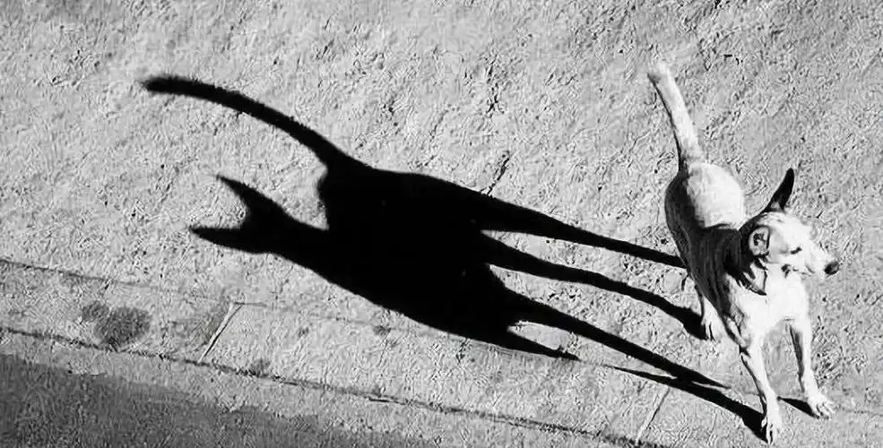 博兴县实验幼儿园中班主题教育活动《会变化的影子》