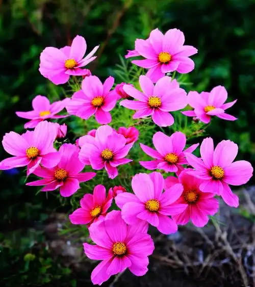 格桑花(波斯菊)