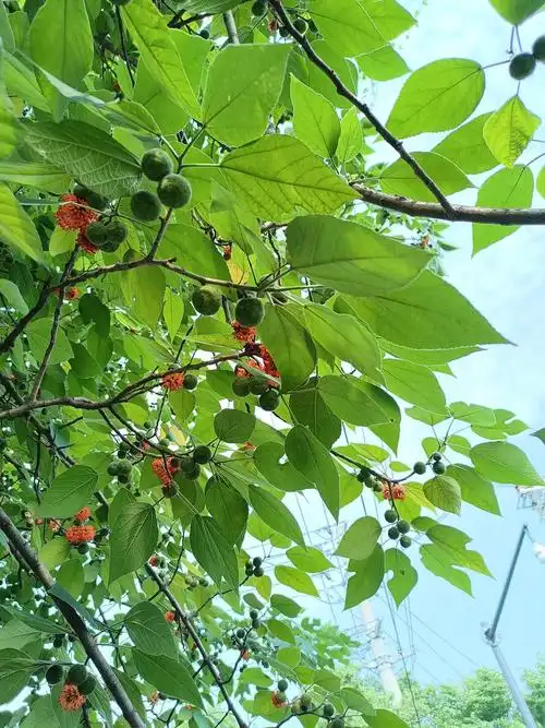 充满夏意的构树果实