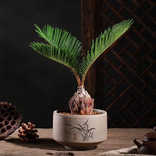 小铁树盆栽花卉盆栽室内绿植多肉植物盆栽好养四季青盆景含盆栽好