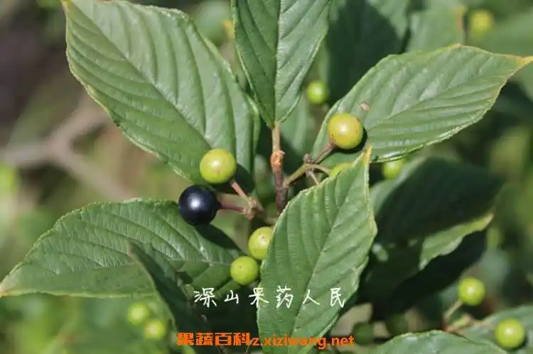 苦李根的作用与功效苦李根的药用价值