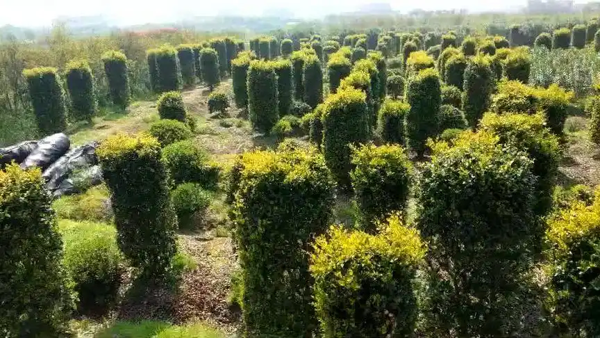 金森女贞柱,柱生金!