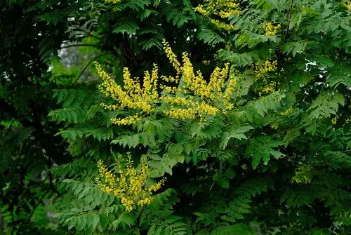 园林常用花卉植物采集(第16集) - 数码相机