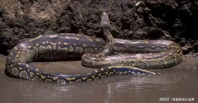 世界上最大的蛇_网易订阅