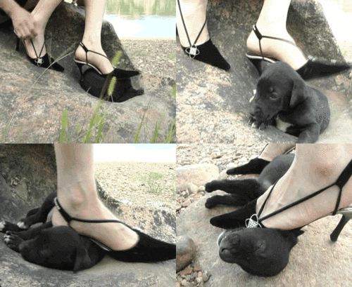 网站惊现女子用高跟鞋踩碎小猫脑袋图片(组图)