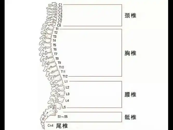 你的脊椎还好吗?