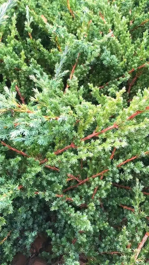 高40公分铺地柏价格 铺地柏批发采购_供应产品_诸城