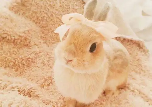 萌兔子清新背景图片有趣的小萌兔