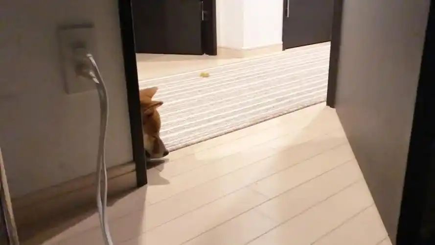 汪星人趴在主人屋门前睡觉,非常乖巧的样子,主人都不忍心关门了