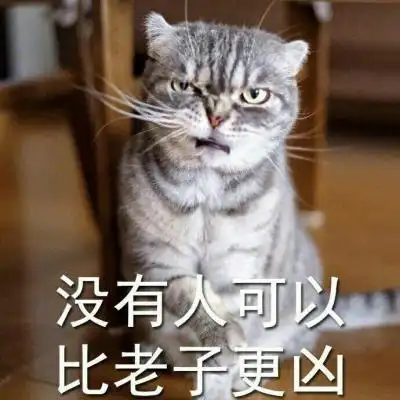 猫咪表情包头像 凶凶哒