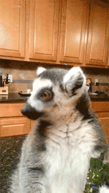 动物二哈搞笑夸张gif动图_动态图_表情包下载_soogif