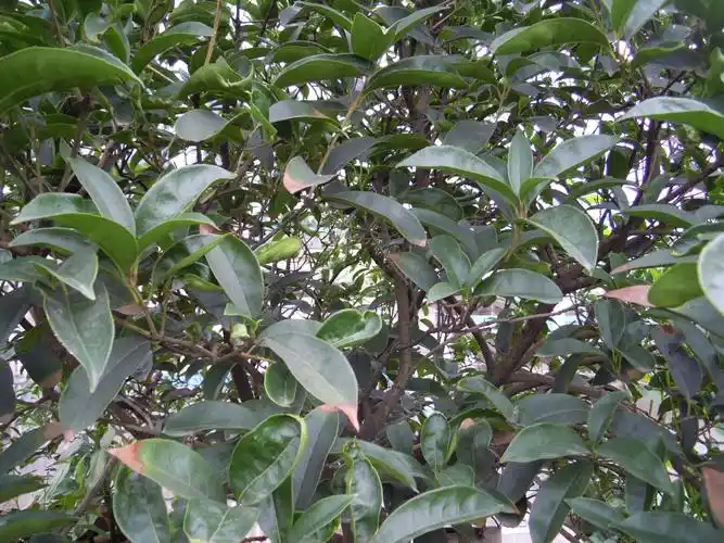 请高手指点一下我的桂花叶子怎么了,是什么病要怎么办?叩谢