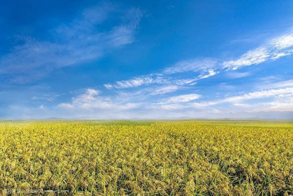蓝天下的稻田