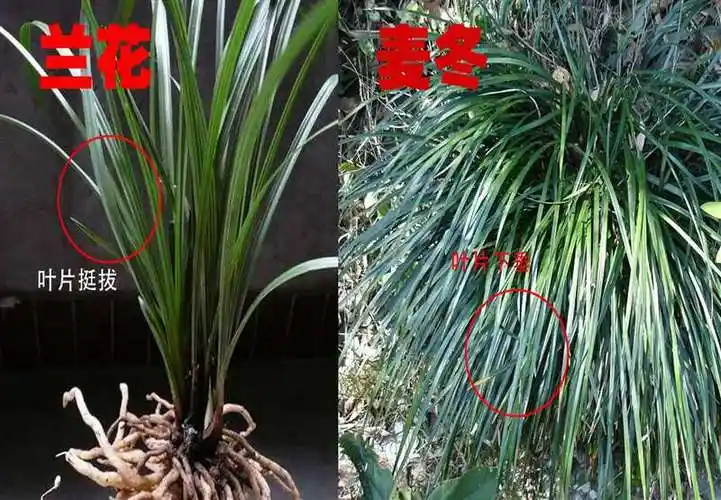 野外如何区分兰花和麦冬(教你图片识别兰花和麦冬)