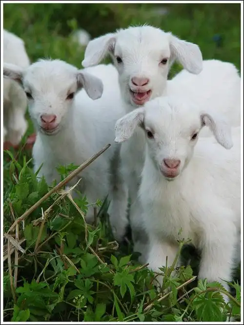 主题:几张崇明小山羊图