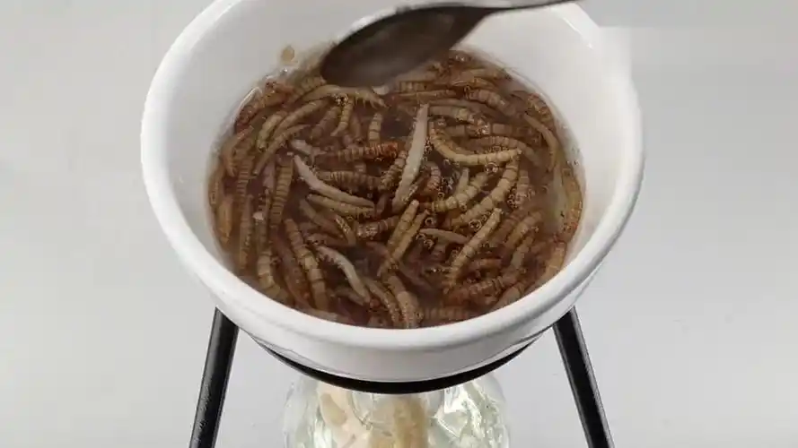 油炸面包虫!香脆可口!营养丰富!但是你敢吃吗?